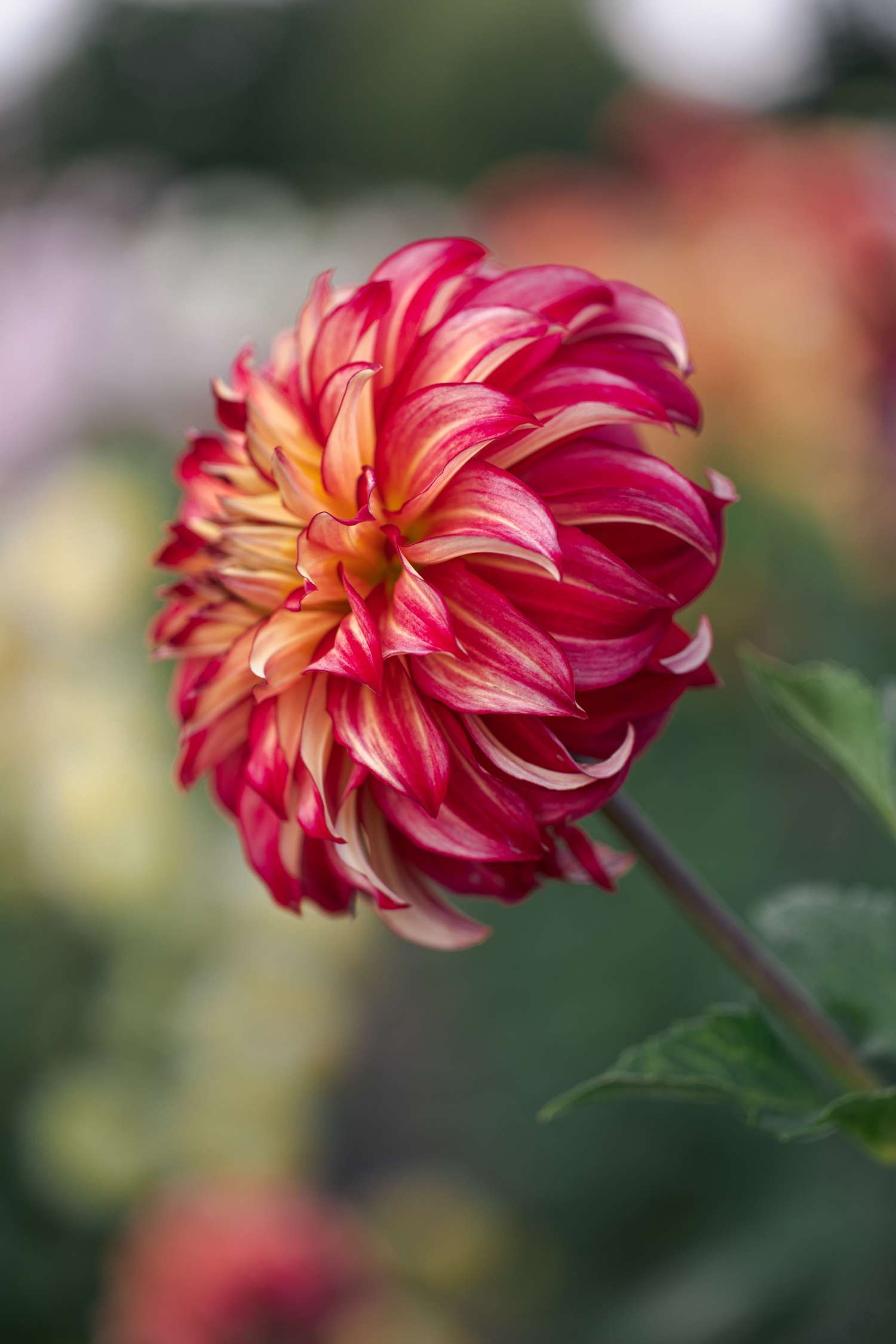 Daalia 'Lady Darlene'